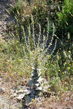 Image of wavyleaf mullein