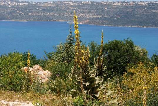 Image of mullein