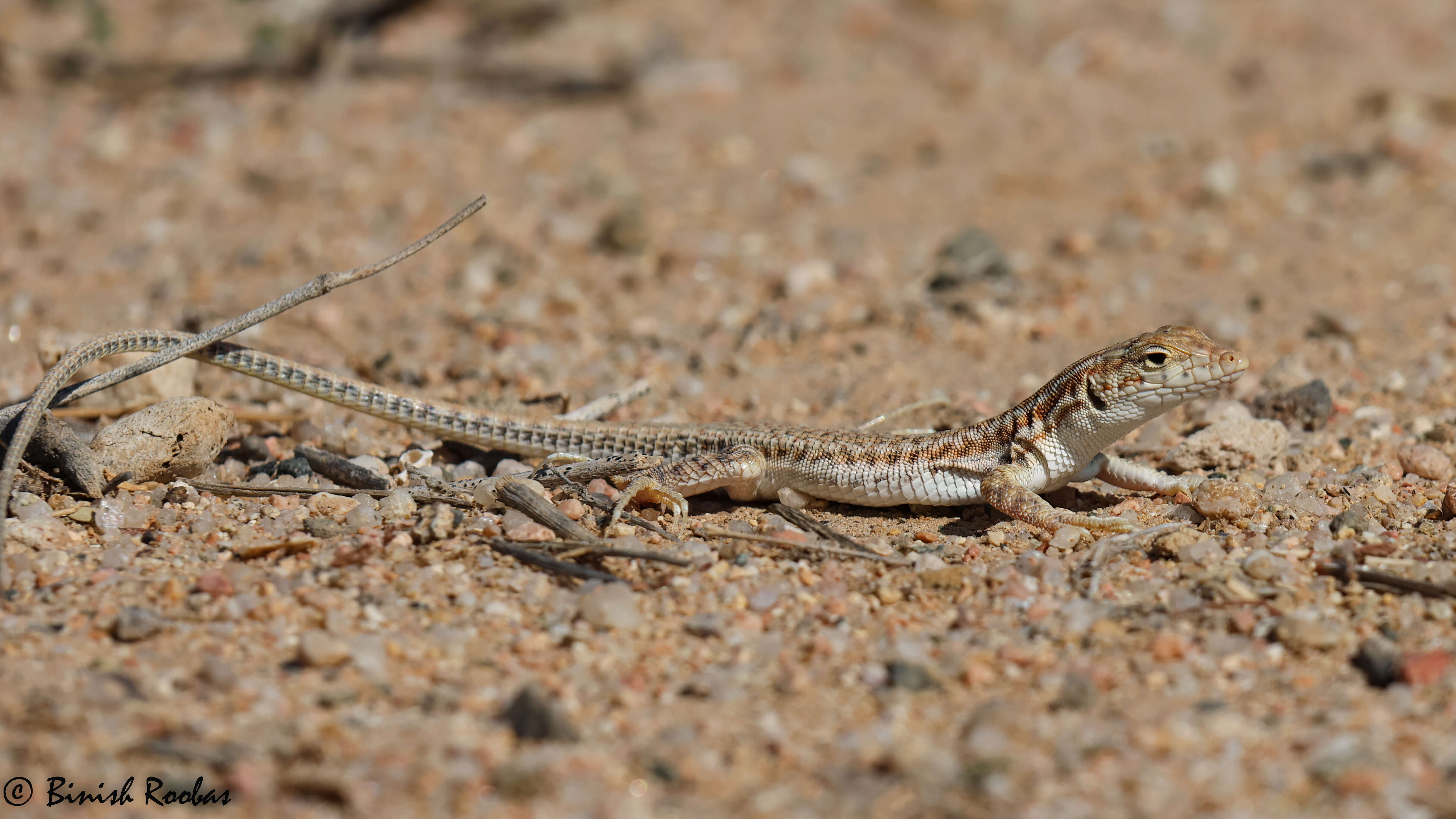 Image of Arnold's Fringe-fingered Lizard