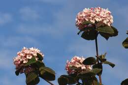 Image of Korean spice viburnum