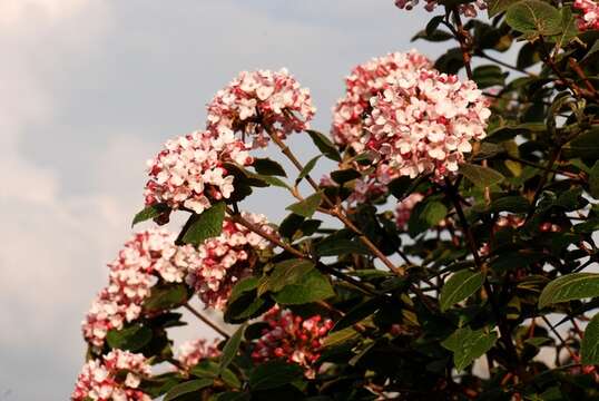 Image of Korean spice viburnum