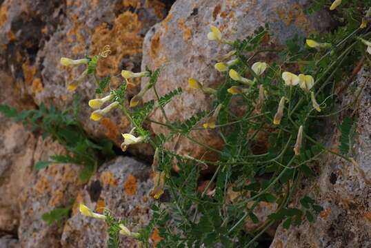 Imagem de Vicia hybrida L.