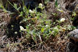 Sivun Vicia hybrida L. kuva