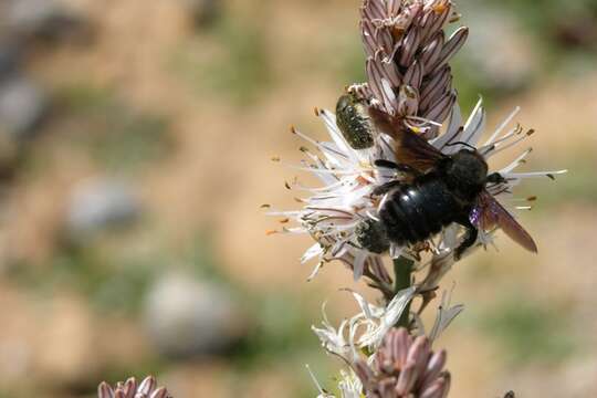 Image of Carpenter Bees