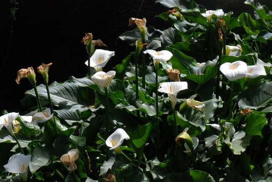 Image of calla lily