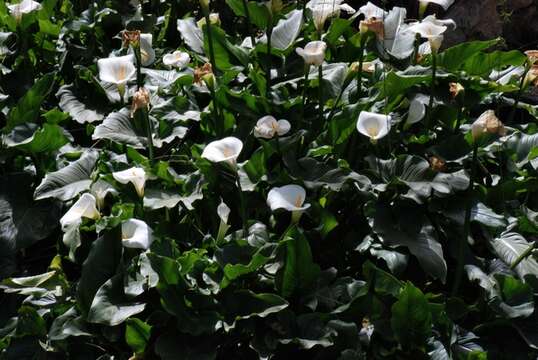 Image of calla lily