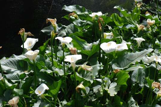 Image of calla lily