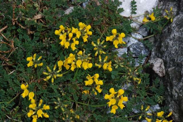 Hippocrepis (rights holder: JC Schou)