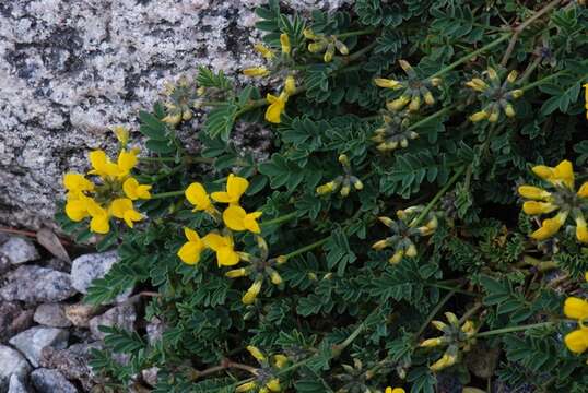 Image of hippocrepis