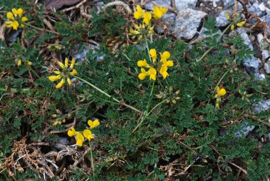 Image of hippocrepis