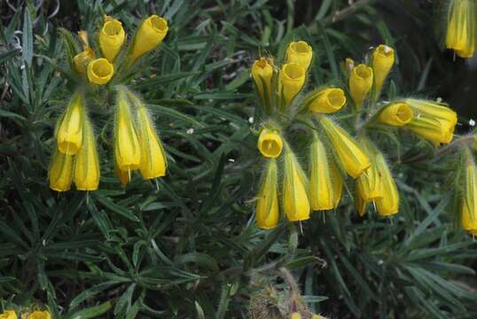 Image of Onosma discedens Hausskn. ex Bornm.