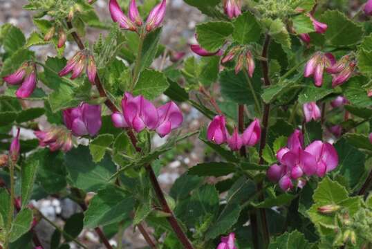 Image of restharrow