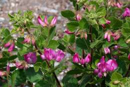 Image of restharrow