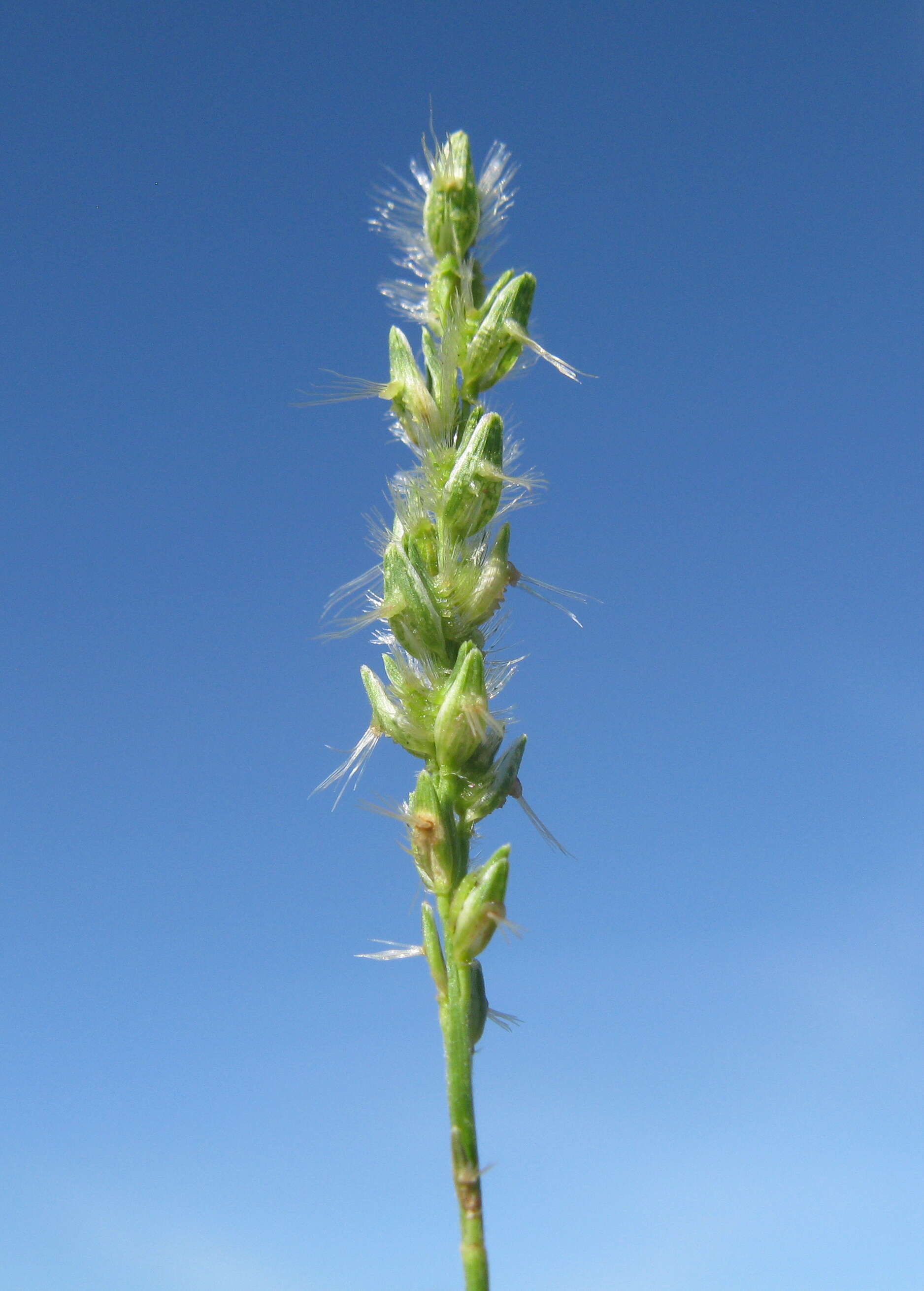 Image of Thyridolepis mitchelliana (Nees) S. T. Blake