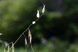 Image of Avena sterilis subsp. ludoviciana (Durieu) Gillet & Magne