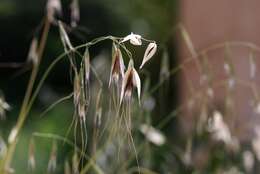 صورة Avena sterilis subsp. ludoviciana (Durieu) Gillet & Magne