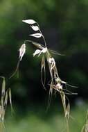 Image of Avena sterilis subsp. ludoviciana (Durieu) Gillet & Magne