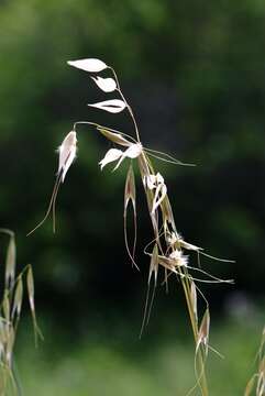 صورة Avena sterilis subsp. ludoviciana (Durieu) Gillet & Magne