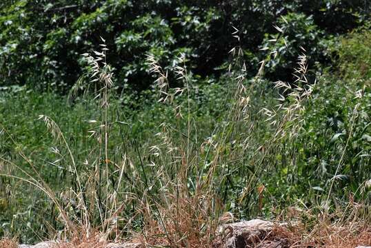 صورة Avena sterilis subsp. ludoviciana (Durieu) Gillet & Magne