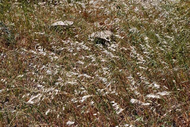 صورة Avena sterilis subsp. ludoviciana (Durieu) Gillet & Magne