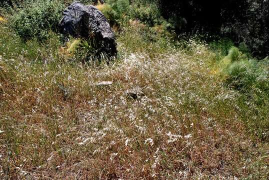 صورة Avena sterilis subsp. ludoviciana (Durieu) Gillet & Magne