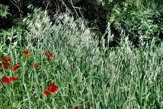 صورة Avena sterilis subsp. ludoviciana (Durieu) Gillet & Magne