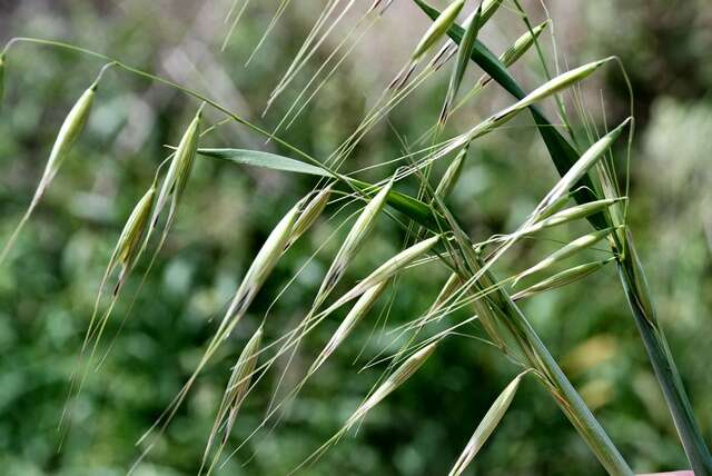 Image of Avena sterilis subsp. sterilis