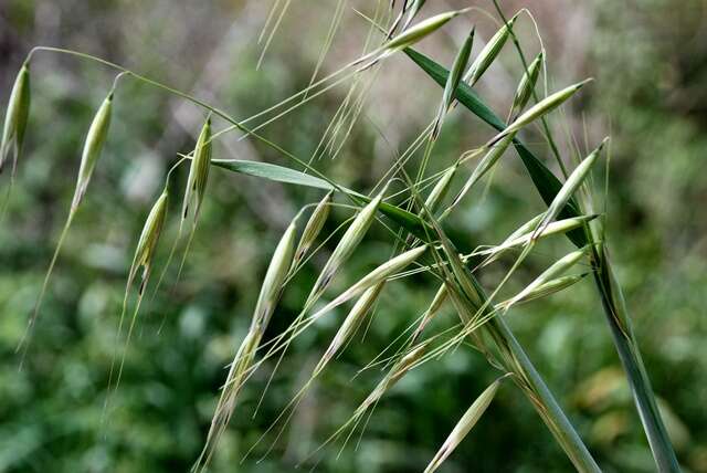 Image of Avena sterilis subsp. sterilis