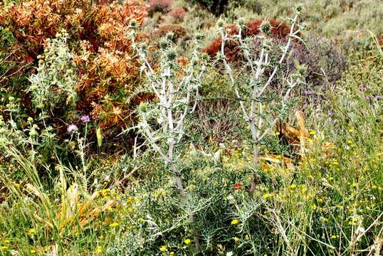 Image of Echinops spinosissimus Turra