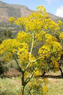 Image of Ferula communis subsp. communis