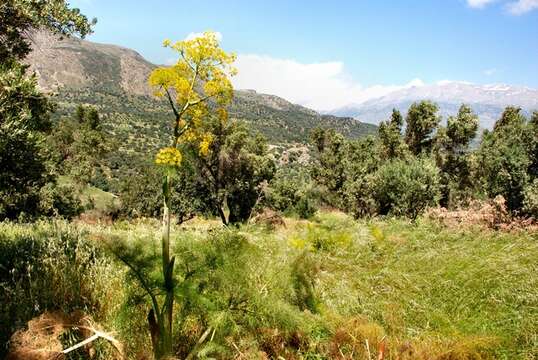 Image of Ferula communis subsp. communis