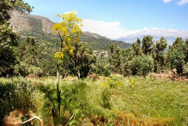 Image of Ferula communis subsp. communis