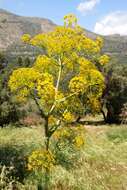 Image of Ferula communis subsp. communis