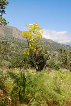 Image of Ferula communis subsp. communis