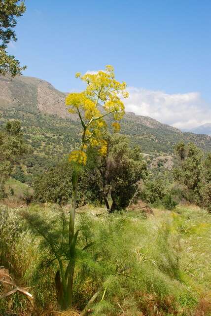 Image of Ferula communis subsp. communis