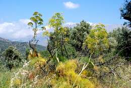 Image of Ferula communis subsp. communis