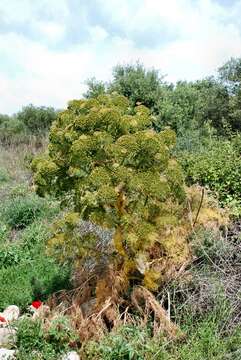 Image of Ferula communis subsp. communis