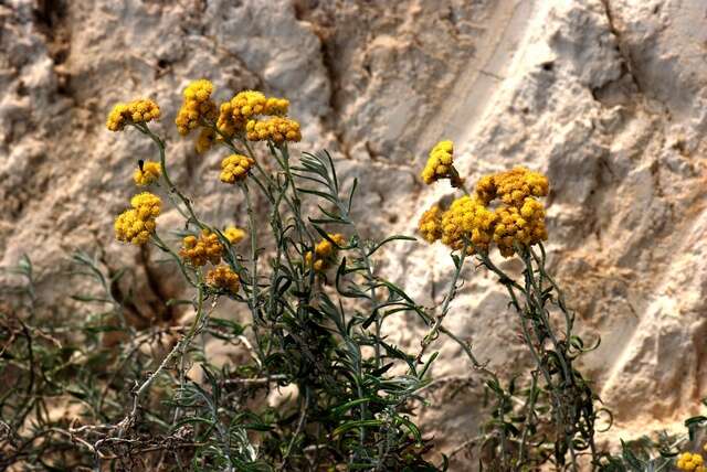 Imagem de Helichrysum stoechas subsp. barrelieri (Ten.) Nym.