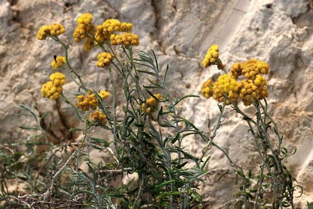 Слика од Helichrysum stoechas subsp. barrelieri (Ten.) Nym.