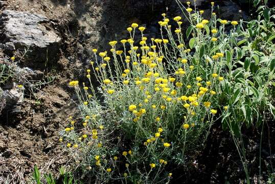 Image of Helichrysum stoechas subsp. barrelieri (Ten.) Nym.