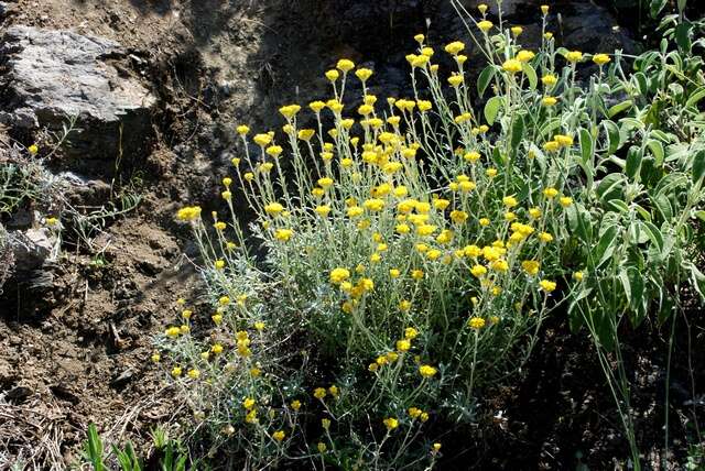 Imagem de Helichrysum stoechas subsp. barrelieri (Ten.) Nym.