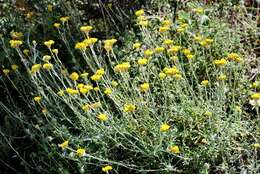 Image of Helichrysum stoechas subsp. barrelieri (Ten.) Nym.