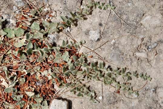 Image of Kickxia elatine subsp. crinita (Mabille) W. Greuter