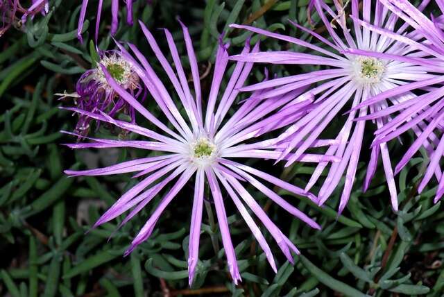 Image of lampranthus