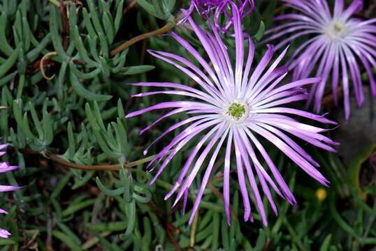 صورة Lampranthus