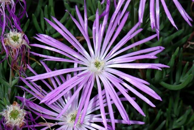 صورة Lampranthus