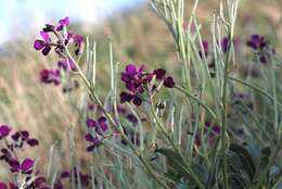 Image de Matthiola