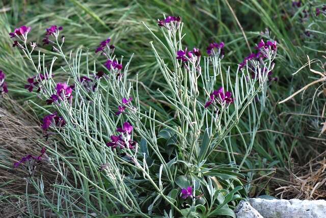 Image de Matthiola