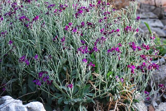 Image de Matthiola