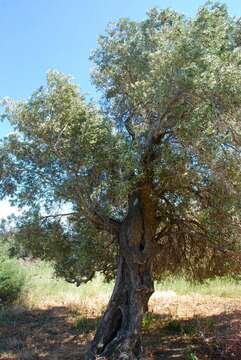 Image of European olive